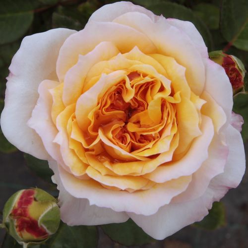 E-commerce, vendita, rose, in, vaso rose nostalgiche - giallo - Rosa Georges Denjean™ - rosa intensamente profumata - Dominique Massad - ,-